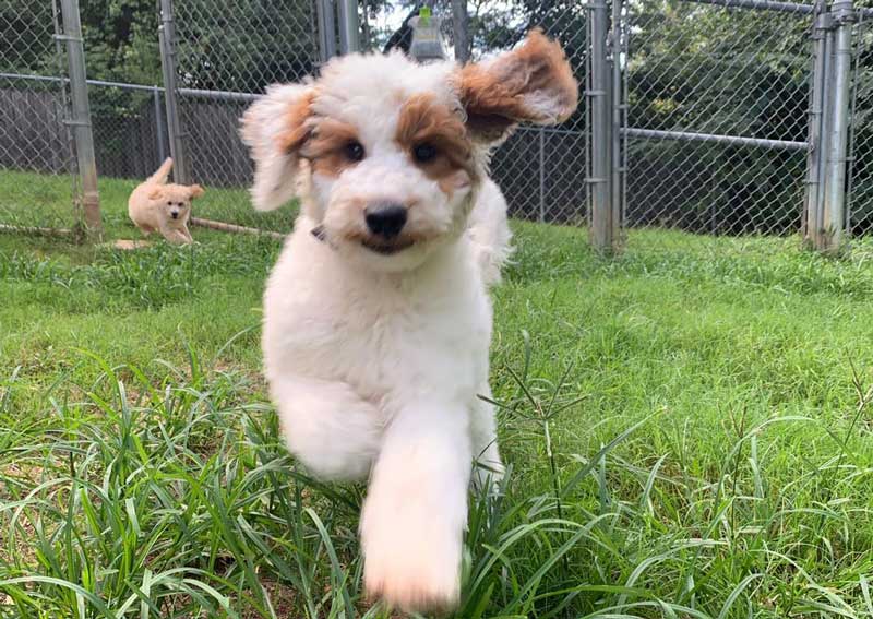 Carousel Slide 4: Pet boarding services