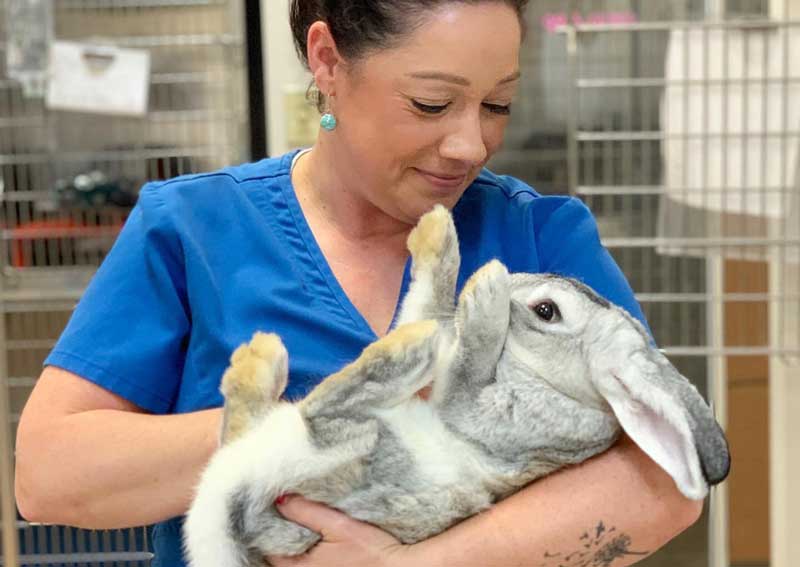 Carousel Slide 3: Pocket pet care